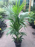 Kentia Palm - 1 Plant - 4 Feet Tall - Ship in 3 Gal Pot