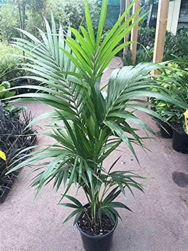 Kentia Palm - 1 Plant - 4 Feet Tall - Ship in 3 Gal Pot