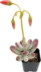 Sprout N Green Cotyledon Orbiculata cv., Rare Live Succulent Plant Fully Rooted in 2" Planter with Soil, Home Office Indoor Outdoor Wedding Decoration DIY Projects Party Favor, Keep Away from Pets