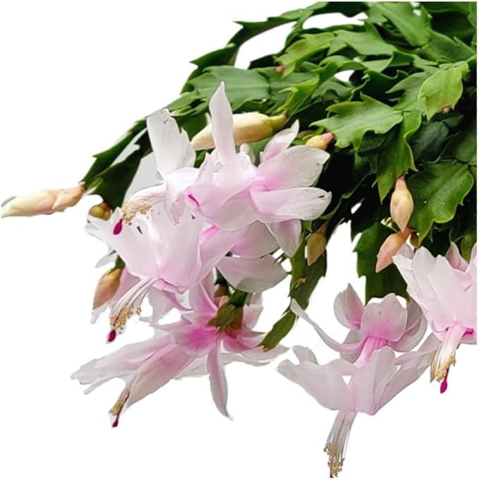 Thanksgiving Cactus, Pink White Seasonal Blooms, Live Indoor Plant, Flowering Houseplant, Christmas Cactus, 8-Inch Hanging Basket, Holiday Decor, Pet Safe, Free Heat Pack