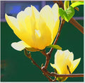 Yellow Jane Magnolia Live Plant – 18” Tall Flowering Shrub Tree