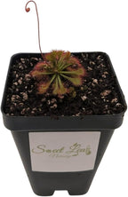 Drosera Spatulata Live Plant, Spoon-Leaved Sundew, 2 Inch Carnivorous Plant with Pink Flowers, Potted
