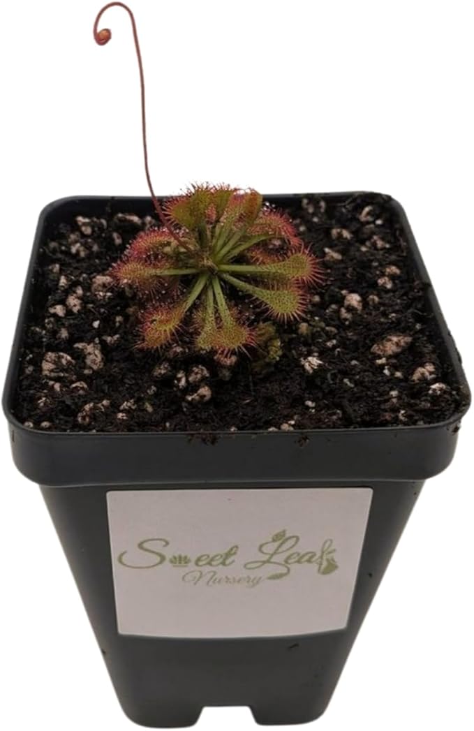 Drosera Spatulata Live Plant, Spoon-Leaved Sundew, 2 Inch Carnivorous Plant with Pink Flowers, Potted