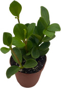 BubbleBlooms Peperomia Hope in a 2 inch Pot Trailing Jade peperomia rotundifolia Tiny Mini Pixie Plant