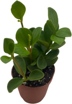 BubbleBlooms Peperomia Hope in a 2 inch Pot Trailing Jade peperomia rotundifolia Tiny Mini Pixie Plant