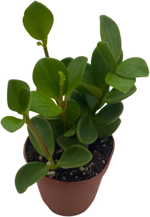 BubbleBlooms Peperomia Hope in a 2 inch Pot Trailing Jade peperomia rotundifolia Tiny Mini Pixie Plant