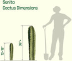 Cactus Outlet - Senita Live Cactus, Cactus Plants Live, Live Plants Indoor & Outdoor Use 12”-18”