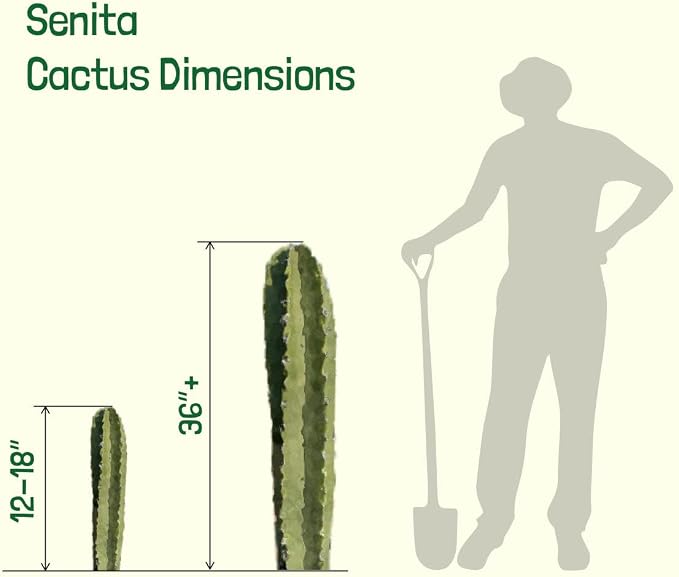 Cactus Outlet - Senita Live Cactus, Cactus Plants Live, Live Plants Indoor & Outdoor Use 36”+ - Large Live Cactus - Landscape Ready Large Cactus Plant Live Delivered Right to Your Door