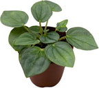 BubbleBlooms Green Ripple Peperomia Frost in a 2 inch Pot Emerald Ripple Pepper, caperata, albovittata