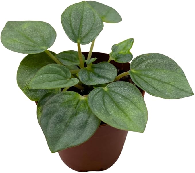 BubbleBlooms Green Ripple Peperomia Frost in a 2 inch Pot Emerald Ripple Pepper, caperata, albovittata