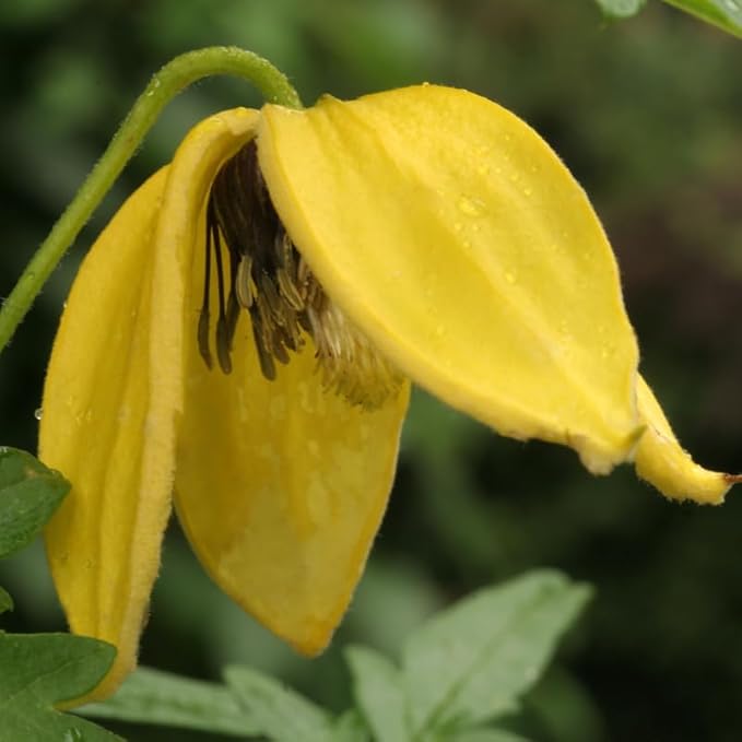 Clematis Vine Plant, Clematis Vine Plants Live in 2.5 Inch Pot, Perennial Climbing Clematis Plants Live for Outdoor Garden (Yellow Flowers)