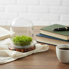 Bloomify Live Sundew Carnivorous Plants Live – Self-Growing Moss – No Maintenance Terrarium – Long-Lasting - Ecosystem