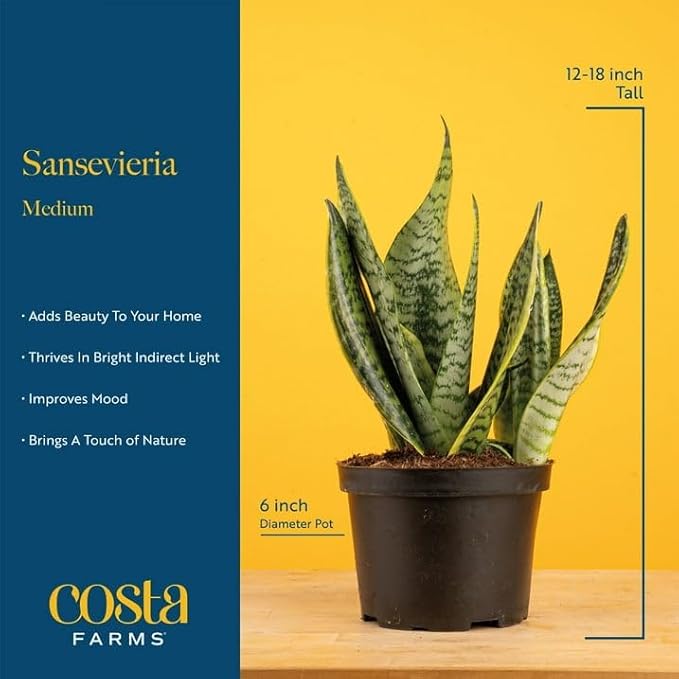 Costa Farms Sansevieria Grower's Choice Snake Live Indoor Plant, 12-Inches Tall, Grower Pot