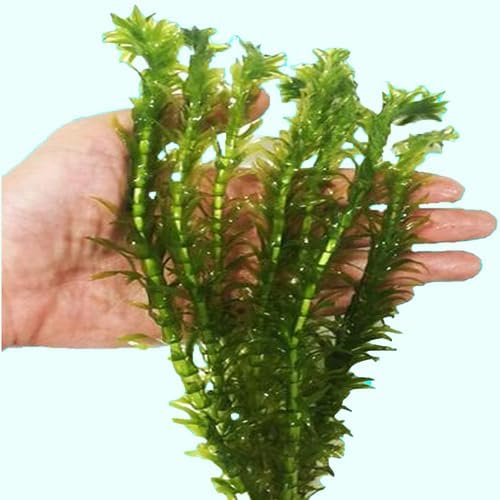 Anacharis Egeria Densa Bunch Live Aquarium Plants (Rooted in 2 Inch Pot)