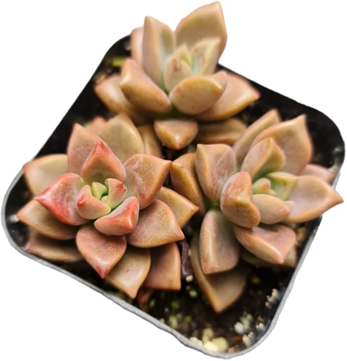 Live Succulent Cactus Plants from USKC (2"Pot) (Graptosedum Vera Higgins)