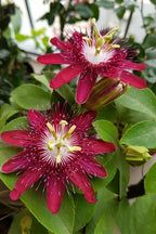Lady Margaret Passiflora Live Plant | 5-9" Tall | Rare Raspberry Red Passion Flower Vine | Hardy Zone 8-11 | Fast-Growing Indoor/Outdoor Patio Climber | Exotic Hummingbird Attractor