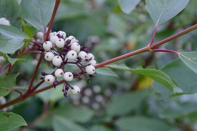 Red Twig Dogwood Shrub/Bush - (Red Osier) - 12-18" Tall Live Plant - Cornus sericea