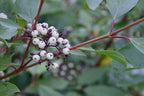 Red Twig Dogwood Shrub/Bush - (Red Osier) - 12-18" Tall Live Plant - Cornus sericea