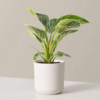 Philodendron Birkin Live Plant for Indoor | Different Houseplants in 4'' & 6'' Pot | Real House Plant for Living Room, Office, Desk & Bathroom | Birkin