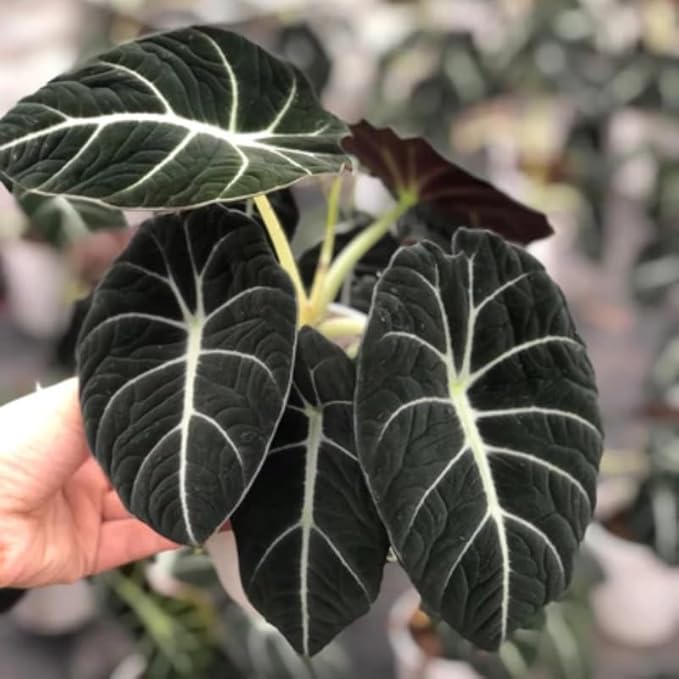2 Black Velvet Alocasia Plants Live Houseplant for Indoor Outdoor Growing, 4 to 8 Inches Tall, Rare and Hardy