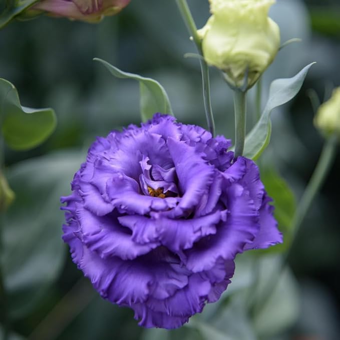 Eustoma Lisianthus Plant Live, Lisianthus Flowers Well Rooted Plug 2-3 Inch Height, Lisianthus Thornless Roses Seedling (Dark Blue Lisianthus)