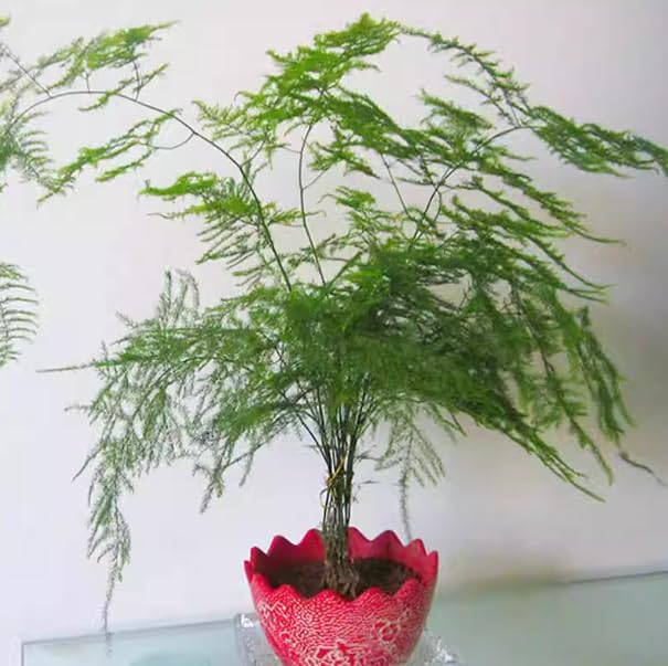 25+ Asparagus Plumosus Nanus Seeds for Planting, Heirloom Asparagus Fern Seeds, Dwarf Lace Fern Seeds, Delicate Foliage Houseplant, Air Purifying Indoor Plant, Perfect for Office Desk & Home Decor