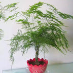 25+ Asparagus Plumosus Nanus Seeds for Planting, Heirloom Asparagus Fern Seeds, Dwarf Lace Fern Seeds, Delicate Foliage Houseplant, Air Purifying Indoor Plant, Perfect for Office Desk & Home Decor