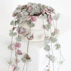 Ceropegia Woodii Variegated String of Hearts Plant Live, Trailing Succulent Vine, Rare Live Indoor Plant in Pot