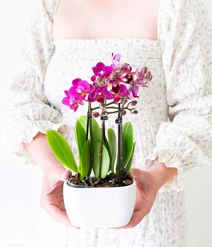 From You Flowers - Picturesque Purple Mini Orchid for Birthday, Anniversary, Get Well or Celebration