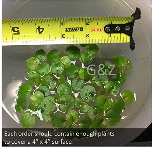 12 Amazon Frogbit (Limnobium Laevigatum), Live Aquarium/Aquatic Floating Plant by G&Z