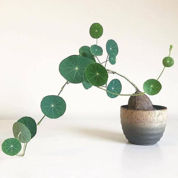 Stephania Cephalantha Live Plant, 3-3.5" Caudex with Sprouts, Rare Hardy Caudex Succulent Houseplant for Indoor Growing and Home Décor