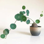 Stephania Cephalantha Live Plant, 3-3.5" Caudex with Sprouts, Rare Hardy Caudex Succulent Houseplant for Indoor Growing and Home Décor