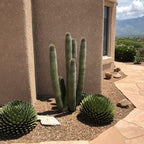 Cactus Outlet - Cactus Plants Live, Live Plants Indoor & Outdoor Use, Live Cactus, Organ Pipe 12”-18”- Large Live Cactus - Landscape Ready Large Cactus Plant Live Delivered Right to Your Door
