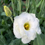 Eustoma Lisianthus Plant Live, Lisianthus Flowers Well Rooted Plug 2-3 Inch Height, Lisianthus Thornless Roses Seedling (White Lisianthus)