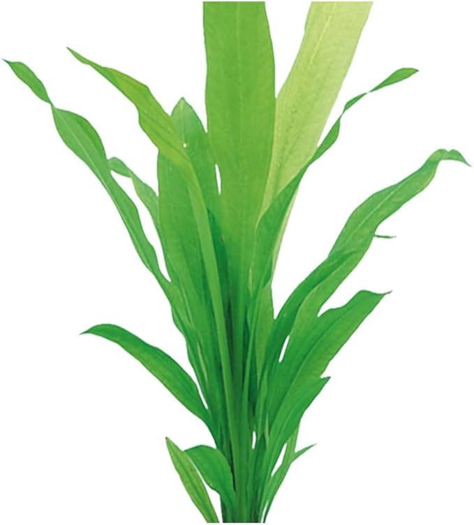 Uruguay Sword (Echinodorus) Aquatic Plant - Premium Live Pot with Vibrant Green Foliage for Freshwater Aquariums - Ideal for Enhancing Aquascapes and Providing Natural Habitat - Small