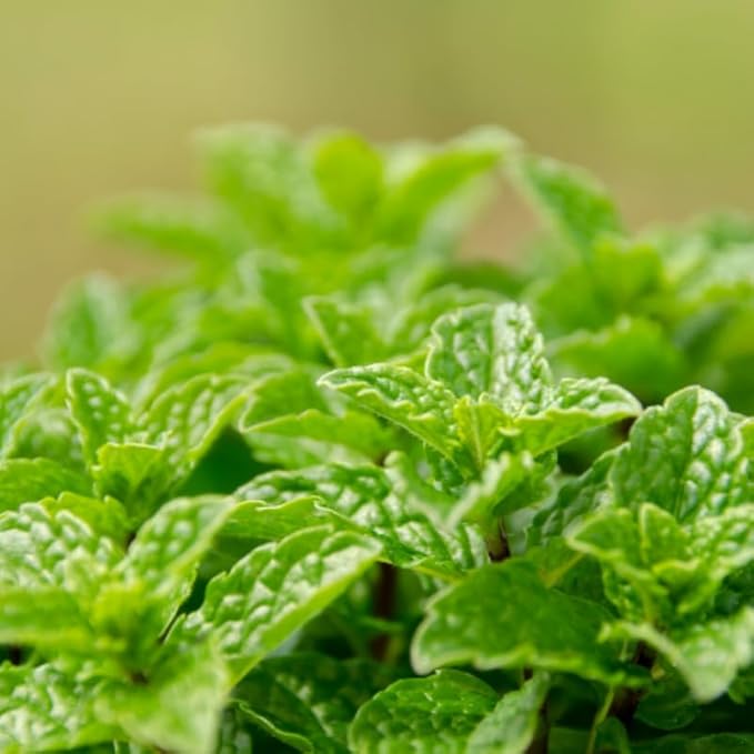 Peppermint Plants Live, Mint Plants for Inside and Home Décor, 3-Inch Potted Fresh Herb for Kitchen Gardens and Indoor Outdoor Growing