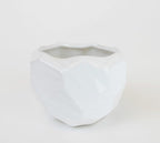 Athena's Garden Heart-shaped Hoya Kerrii 1 Live Plant Succulent White Ceramic Pot Arrangement