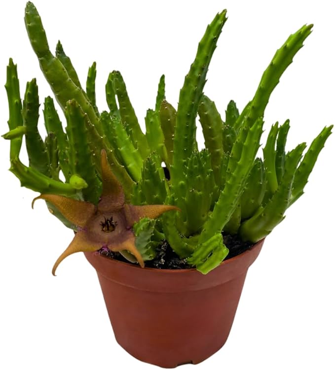 BubbleBlooms Stapelia Schinzii, 4 inch Rare Huernia, Stapeliad Orbea Unique Flowering Asclepiads