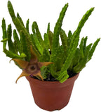 BubbleBlooms Stapelia Schinzii, 4 inch Rare Huernia, Stapeliad Orbea Unique Flowering Asclepiads