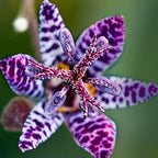 Blue Wonder Toad Lily (Hardy Japanese Lily) 1/pkg