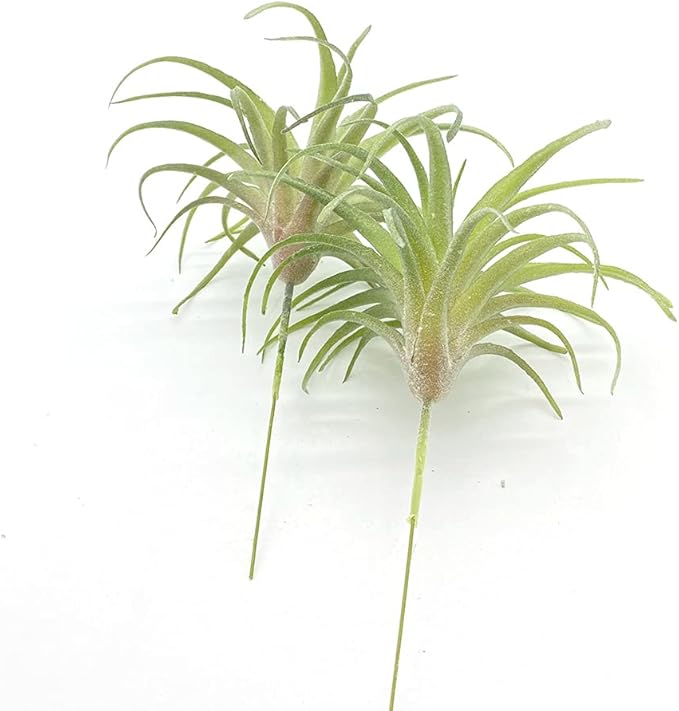 4 Pack Artificial Succulent Plants Flocked Air Plants Grass Faux Flocking Tillandsia Air Plants Bromeliads for Home Garden Decor Terrarium Project Fake Artificial Plants Arrangement