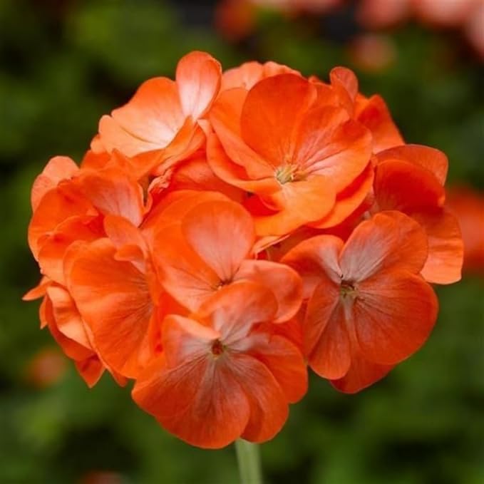 Set 2 Geranium Plants Live, 4-9 Inches Tall, Hardy Flowering Geraniums for Garden or Pots, Fragrant Perennial Blooms (Orange Geranium)