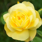 Fragrant Yellow Rose Plant Live Bush Shrub, Old-Fashioned Rose Summer Rebloomer in 4 Inch Pot