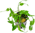 SubstrateSource Cryptocoryne Live Aquarium Plants - Freshwater Plant for Aquariums, Planted Fish Tanks - Beginner Friendly (Willisii, 1 Pot (3-5 Plants))