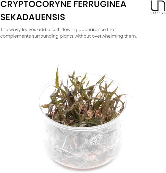 Ultum Nature Systems Cryptocoryne Ferruginea Sekadauensis Tissue Culture Live Plant for Aquarium, Freshwater Fish Tank, Aquascaping - 100% Snail Free in Vitro