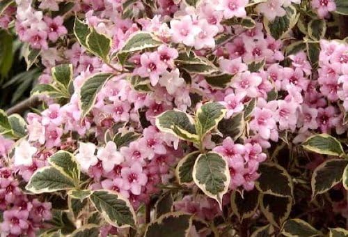 Variegated Weigela - Heavy Blooming Multicolor - Live Plant Shipped 1 to 2 Feet Tall by DAS Farms