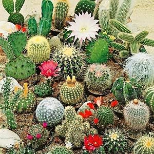 Seeds Succulent Cactus Cacti Variety Mix - 25 Seeds