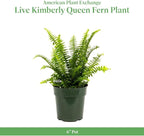 American Plant Exchange Kimberly Queen Fern – 6-Inch Pot – Live Hardy Upright Fern Houseplant, Easy Care Greenery for Home, Office, Garden, or Patio Decor