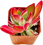 2" Echeveria Ruby Slippers Unique Succulents Plants Live, Live Starter Succulent Plants, Easy Care House Plants Rooted in Succulent Soil Mix, By The Succulent Cult