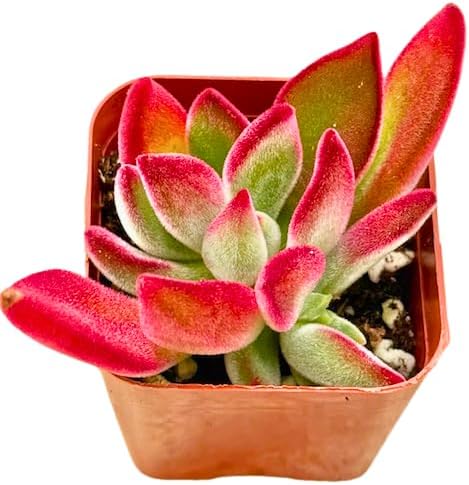 2" Echeveria Ruby Slippers Unique Succulents Plants Live, Live Starter Succulent Plants, Easy Care House Plants Rooted in Succulent Soil Mix, By The Succulent Cult